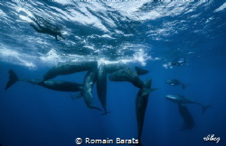a wonderful socialization time with 13 spermwhales by Romain Barats 